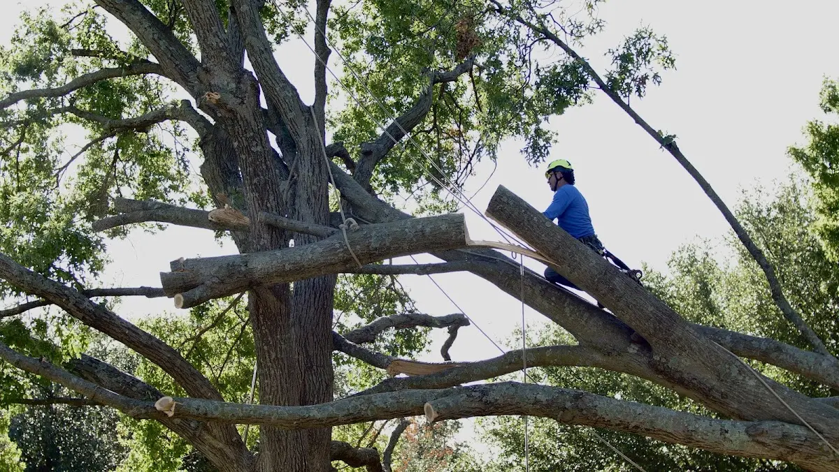 Professional Crown Thinning performed by certified arborists in Germantown